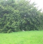 click for a larger view